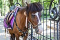 Little horse - pony in the park in full harness. Pet. Close-up Royalty Free Stock Photo