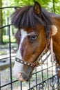 Little horse - pony in the park in full harness. Pet. Close-up Royalty Free Stock Photo