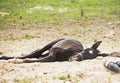 Little horse sleeping Royalty Free Stock Photo