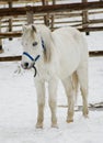 Little horse walking in the paddock in the snow in the winter Royalty Free Stock Photo