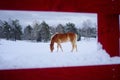 A little horse in winter