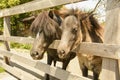 Little ponies are walking in the stable