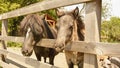 Little ponies are walking in the stable