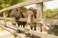 Little ponies are walking in the stable