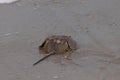 Little horseshoe crab sitting in the wet sand trying to get back home Royalty Free Stock Photo