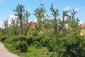 Little house in the garden with trimmed apple trees near Vienna Austria