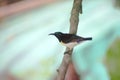 little humming bird sitting on branch of tree Royalty Free Stock Photo