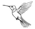 Little hummingbird bird sketch hand drawn Vector illustration Exotic birds