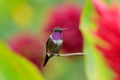 Little Hummingbird with coloured collar Purple-throated Woodstar, Calliphlox mitchellii, in the green and red flower, Colombia Royalty Free Stock Photo