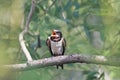 Little hungry chick swallows sitting on a branch