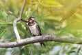 Little hungry chick swallows sitting on a branch