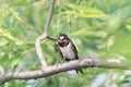 Little hungry chick swallows sitting on a branch