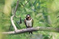Little hungry chick swallows sitting on a branch