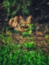 Little hunter lurks in the shadow of the tuja Royalty Free Stock Photo