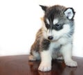 Little husky