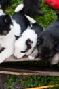 Little husky puppies