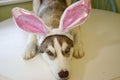 A little Husky puppy that looks like he just painted some Easter eggs wearing Bunny ears. Royalty Free Stock Photo