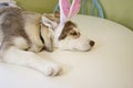 A little Husky puppy that looks like he just painted some Easter eggs wearing Bunny ears. Royalty Free Stock Photo