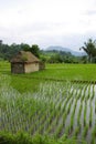 Little hut in ricefields