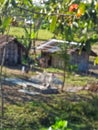 Little huts of poor peoples of Assam in natural place