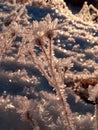 Little iceflower in snow Royalty Free Stock Photo