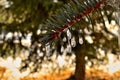 Little Icicles on green Pine Tree branch. Royalty Free Stock Photo