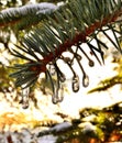 Little Icicles on green Pine Tree branch. Royalty Free Stock Photo
