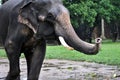 Little indian elephant close-up Royalty Free Stock Photo