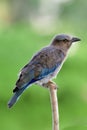 Little Indian roller Blue Jay naive grey to blue plumage bird perching on thin wooden branch over fine green background Royalty Free Stock Photo