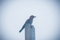 Little Indian roller Blue Jay naive grey to blue plumage bird Royalty Free Stock Photo