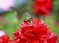 Little insect, the bee flies in the summer garden on a bright re Royalty Free Stock Photo