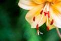 Little insect eating nectar from flower`s stamen against green background