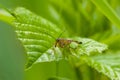 Little insect on the leaf, macro Royalty Free Stock Photo