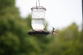 Ruby throated hummingbird sitting on the edge of the feeder, ready to fly Royalty Free Stock Photo