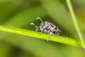 little insect mating on leaf Royalty Free Stock Photo