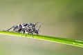 Little insect mating on leaf Royalty Free Stock Photo
