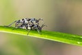 Little insect mating on leaf Royalty Free Stock Photo