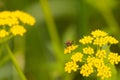 Little insect sitting on flower in the meadow