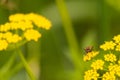 Little insect sitting on flower in the meadow