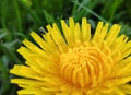 Little insect on yellow flower