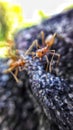 Anthology of Ants Royalty Free Stock Photo