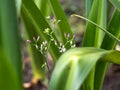 A closeup shot of Cyanthillium cinereum, known as little ironweed.