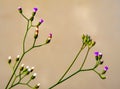 Little weed flower beside the canal Royalty Free Stock Photo