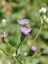 Little ironweed folwer, purple -coloured fleabane