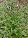 Little Ironweed Plant with flowers.Herbal plants.Monarakudumbiya plant.Vernonia cinerea plant.Ayurvedic plant Royalty Free Stock Photo