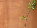 green creeping plant on concrete background Royalty Free Stock Photo