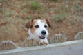 LITTLE JACK RUSSELL DOG LOOKING OVER FENCE INTO NEIGHBOUR`S GARD Royalty Free Stock Photo