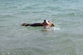 LITTLE JACK RUSSELL DOG SWIMMING WITH A BIG STICK IN ITS MOUTH I Royalty Free Stock Photo