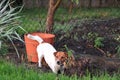 A little Jack Russell Terrier dog is digging a hole in the backyard. JRT Royalty Free Stock Photo