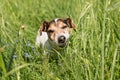 Small cute Jack Russell Terrier dog is eating grass in a meadow. Dog in a spring meadow Royalty Free Stock Photo